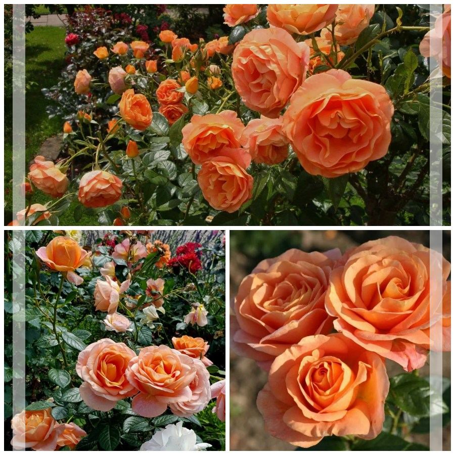 Bengali róże rabatowe